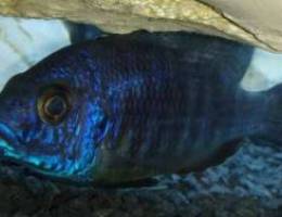 Male blue aulonocara peacock