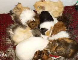 Guinea pigs