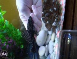 pleco 5 cm