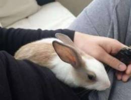 Female rabbit for adoption