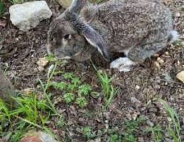 male giant rabbit Ø§Ø±Ù†Ø¨ Ø°ÙƒØ±