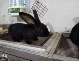 Rabbit Giant belgium