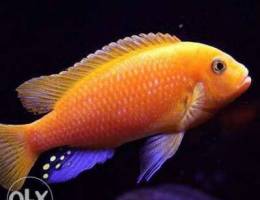 Red zebra cichlid