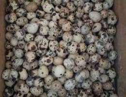 Ø¨ÙŠØ¶ ÙØ±ÙŠ Ø§Ø¨Ùˆ Ø¬Ù…Ø¨Ùˆ quail eggs