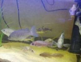 African cichlid Ø³ÙƒÙ„ÙŠØ¯