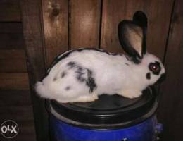 Male papillon rabbit 3 months