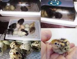 Egg Incubator