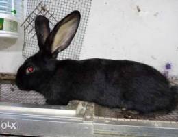 Giant rabbit Holland male