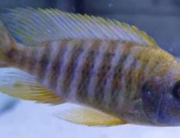 yellow peacok cichlid