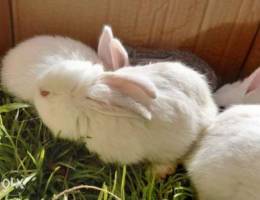 Rabbits for sale