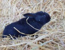 french rabbit (papillon)