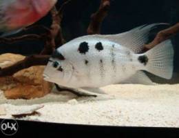 Silver cichlid needed Ù…Ø·Ù„ÙˆØ¨ Ø³ÙŠÙ„ÙØ± Ø³ÙƒÙ„Ø¯