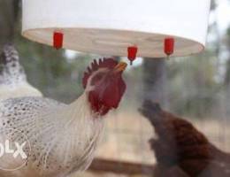 chicken drinker water dispenser Ù…Ø´Ø±Ø¨ Ù„Ù„Ø¯Ø¬Ø§...