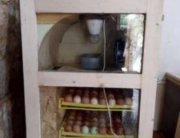 Eggs Incubator/Hatcher ÙÙ‚Ø§Ø³Ø© Ø¨ÙŠØ¶