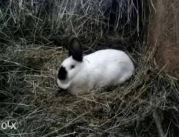 All rabbit breeds