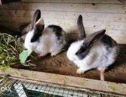 Ø£Ø±Ø§Ù†Ø¨ ØµØºÙŠØ±Ø© Small Rabbits