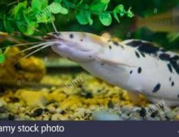 Matloub catfish claria batrachus Ù…Ø·Ù„ÙˆØ¨