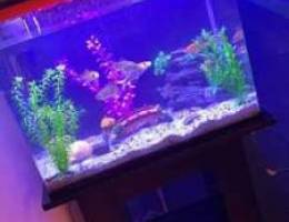 aquarium for sale