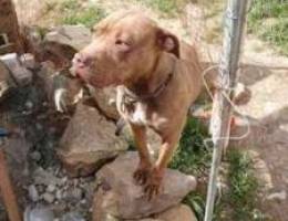 female pitbull red nose arabt 7ayleta