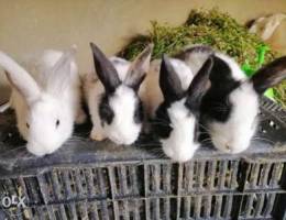 Ø£Ø±Ø§Ù†Ø¨ Ø§Ù„ÙŠÙØ© Ù„Ù„ØµØºØ§Ø± ÙˆØ§Ù„Ø§Ø·ÙØ§Ù„ small rabbits