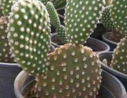 25.000 ØµØ¨Ø§Ø± Cactus