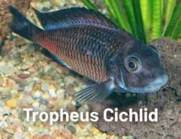 Tropheus for sale