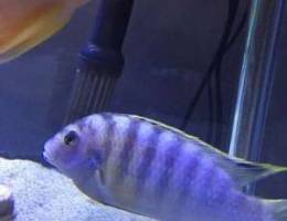 African cichlid 15+ cm