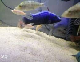 Blue electric cichlid