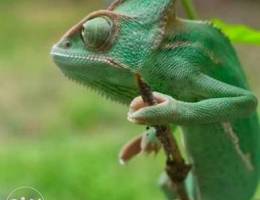 Cameleon for sale