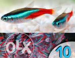 Wanted neon tetra