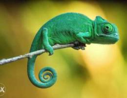 Ù…Ø·Ù„ÙˆØ¨ Ø­Ø±Ø¨Ø§ÙŠØ© chameleon