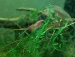 Red cherry shrimp