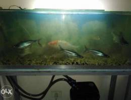 Aquarium m3 kel grado 2l samak