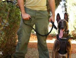 K9 dog harness