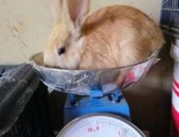 Ø£Ø±Ù†Ø¨ Ø§Ù†Ø«Ù‰ female rabbit