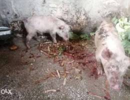 Piglets Ø®Ù†Ø§Ø²ÙŠØ± Ø¬ÙˆÙŠØ©