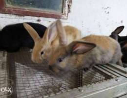 Belgium Giant male rabbits