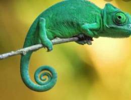 chameleon