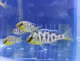 Cichlids