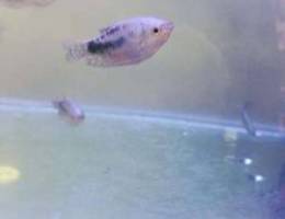 Gourami Fish