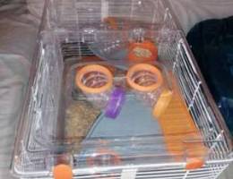 Hamster Cages