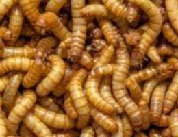 mealworms