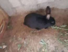 Black papillon rabbits for sale Ø§Ø±Ø§Ù†Ø¨ Ù„Ù„Ø¨ÙŠ...