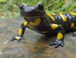 Black lizard (fire salamander)