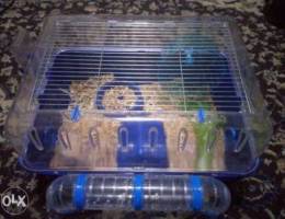 Hamester cage and hamester with and small ...