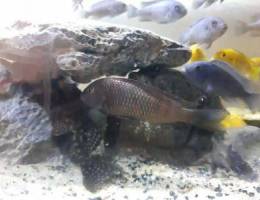 Tropheus for sale