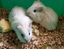 guinea pigs for sale