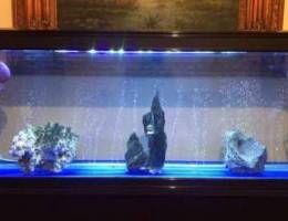 aquarium for sale