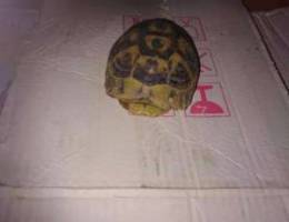 Turtle for sale