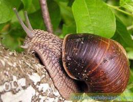 Snails/ escargot /Ø­Ù„Ø²ÙˆÙ†/Ø¨Ø²Ø§Ù‚